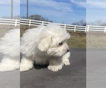 Small #3 Coton de Tulear