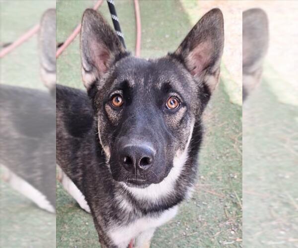 Medium Photo #1 Akita-German Shepherd Dog Mix Puppy For Sale in Woodland, CA, USA