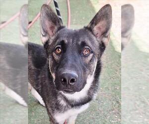 Akita-German Shepherd Dog Mix Dogs for adoption in Woodland, CA, USA