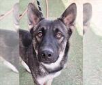 Small Akita-German Shepherd Dog Mix
