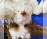 Small Photo #1 Border Collie-Goldendoodle Mix Puppy For Sale in CHELSEA, MI, USA