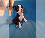 Puppy 2 Boston Terrier