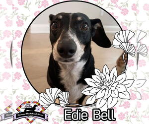 Dachshund Dogs for adoption in San Antonio, TX, USA