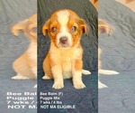 Small Puggle