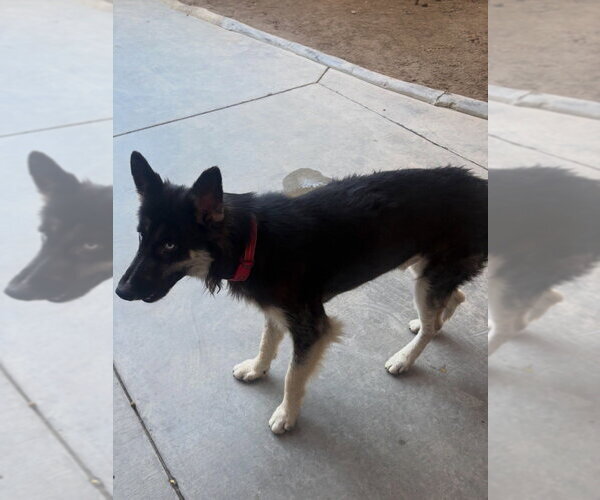 Medium Photo #8 Gerberian Shepsky Puppy For Sale in Dana Point, CA, USA
