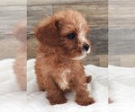 Small Photo #7 Cavapoo Puppy For Sale in CARLISLE, KY, USA