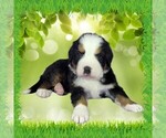 Puppy Tramp Bernese Mountain Dog