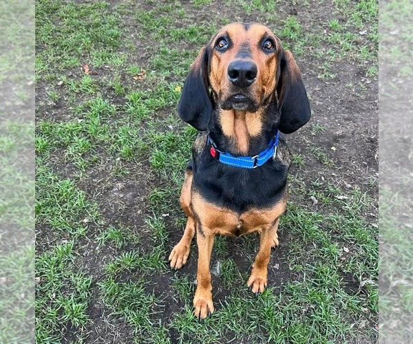Medium Photo #3 Coonhound Puppy For Sale in Muskegon, MI, USA