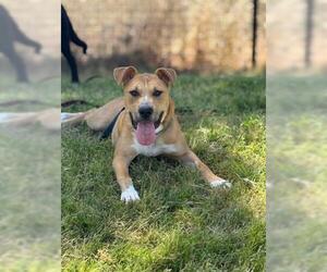 American Pit Bull Terrier Dogs for adoption in San Martin, CA, USA