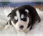 Small Photo #3 Siberian Husky Puppy For Sale in LAWNDALE, NC, USA