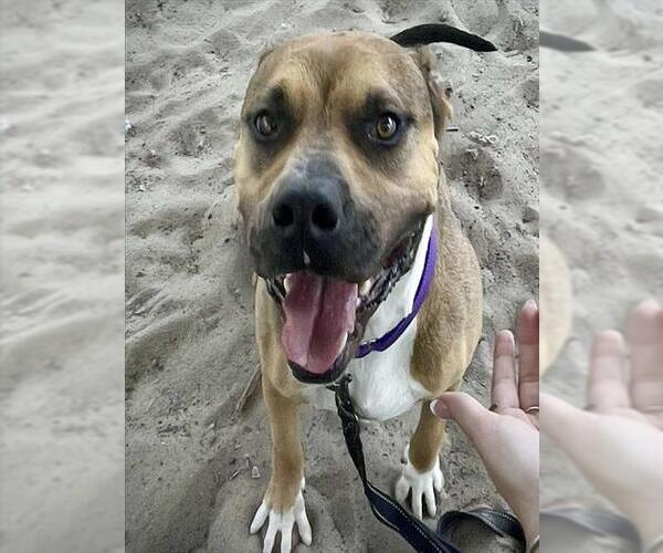 Medium Photo #1 Black Mouth Cur-Unknown Mix Puppy For Sale in Tavares, FL, USA