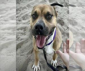 Black Mouth Cur-Unknown Mix Dogs for adoption in Tavares, FL, USA