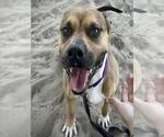 Small Black Mouth Cur Mix