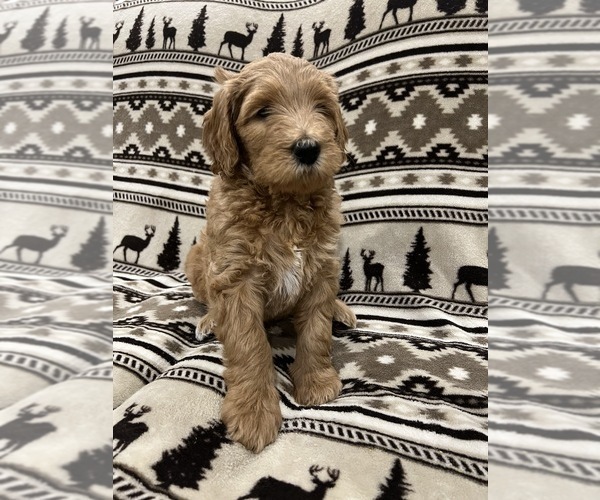 Medium Photo #1 Goldendoodle Puppy For Sale in LOWVILLE, NY, USA