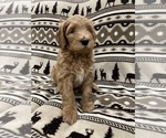 Puppy Ivy Goldendoodle