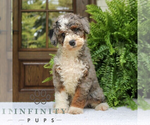 Medium Photo #1 Bernedoodle (Miniature) Puppy For Sale in NARVON, PA, USA