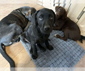 Labrador Retriever-Unknown Mix Dogs for adoption in Clovis, CA, USA