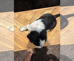 Small Photo #19 Bernedoodle-Bluetick Coonhound Mix Puppy For Sale in RINGTOWN, PA, USA