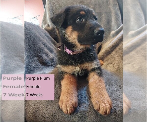 Medium Photo #1 German Shepherd Dog Puppy For Sale in BUSHNELL, FL, USA