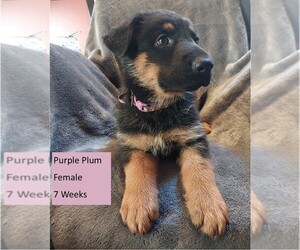 German Shepherd Dog Puppy for Sale in BUSHNELL, Florida USA