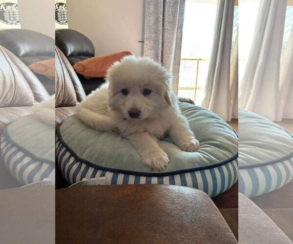 Medium Photo #2 Great Pyrenees Puppy For Sale in Bountiful, UT, USA