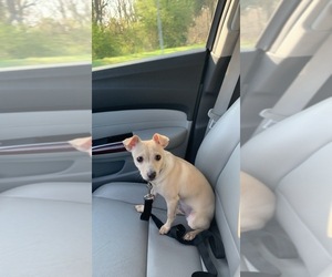 Chihuahua Puppy for sale in HIGH POINT, NC, USA