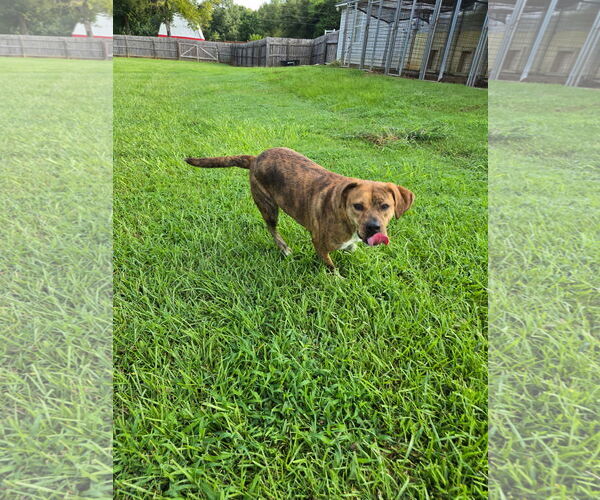 Medium Photo #5 American Bulldog-Plott Hound Mix Puppy For Sale in Rockaway, NJ, USA