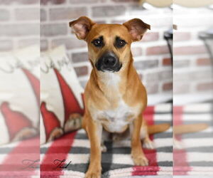 Dachshund-Labrador Retriever Mix Dogs for adoption in Brewster, NY, USA