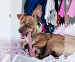 Small #7 Chihuahua Mix