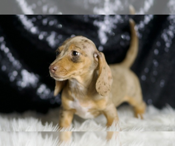 Medium Photo #55 Dachshund Puppy For Sale in WARSAW, IN, USA