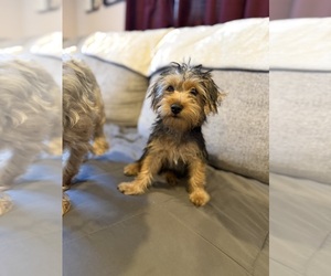 Yorkshire Terrier Puppy for sale in HAMMOND, IN, USA