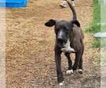 Small #2 Labrador Retriever Mix