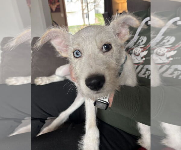 Medium Photo #11 Mutt Puppy For Sale in St. Louis Park, MN, USA