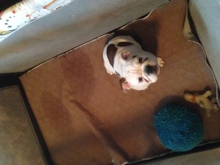 Bulldog Puppy for sale in CRANDALL, IN, USA
