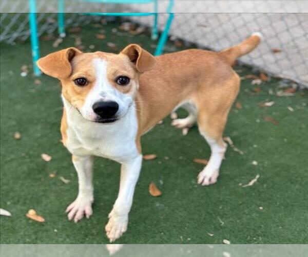 Medium Photo #2 Labrador Retriever-Unknown Mix Puppy For Sale in Texas City, TX, USA
