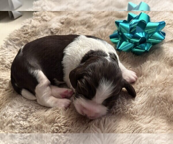 Medium Photo #8 English Springer Spaniel Puppy For Sale in TUALATIN, OR, USA