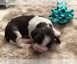 Puppy Sally English Springer Spaniel
