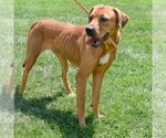 Small #4 American Staffordshire Terrier-Redbone Coonhound Mix