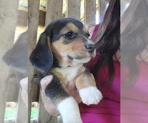 Beagle Puppy for sale in APPOMATTOX, VA, USA