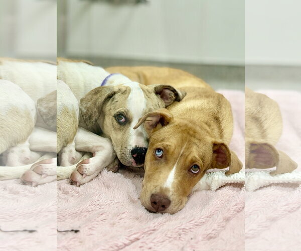 Medium Photo #4 Catahoula Leopard Dog-Unknown Mix Puppy For Sale in West Cornwall, CT, USA