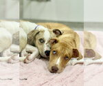 Small #3 Catahoula Leopard Dog Mix