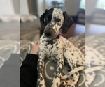 Small #3 German Shorthaired Pointer