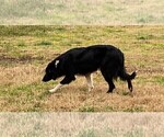 Small Photo #1 Border Collie Puppy For Sale in AND, SC, USA