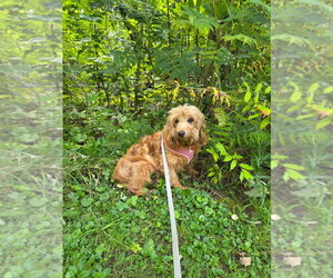 Kenna - Female Golden Retriever-Unknown Mix Dog for Adoption - Photo #7