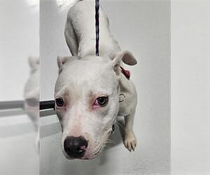 American Pit Bull Terrier Dogs for adoption in Temple, TX, USA