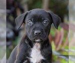 Small Photo #1 Labrador Retriever-Unknown Mix Puppy For Sale in San Diego, CA, USA