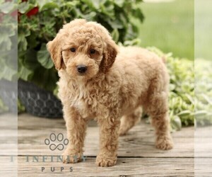 Goldendoodle (Miniature) Puppy for sale in RONKS, PA, USA