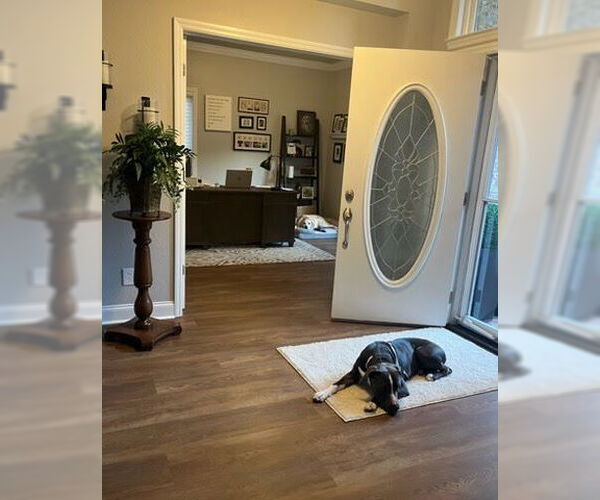 Medium Photo #2 American Staffordshire Terrier-Unknown Mix Puppy For Sale in Minneapolis, MN, USA