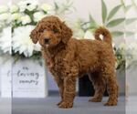 Small Photo #1 Goldendoodle (Miniature) Puppy For Sale in EAST EARL, PA, USA