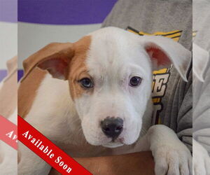American Bulldog-American Staffordshire Terrier Mix Dogs for adoption in Huntley, IL, USA